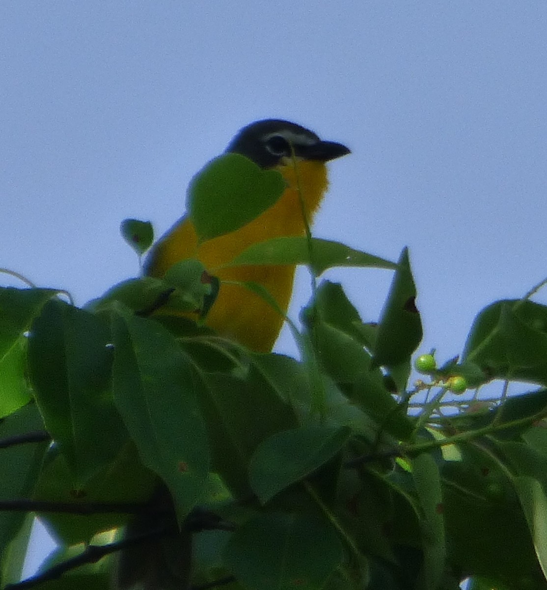 Yellow-breasted Chat - ML619864153