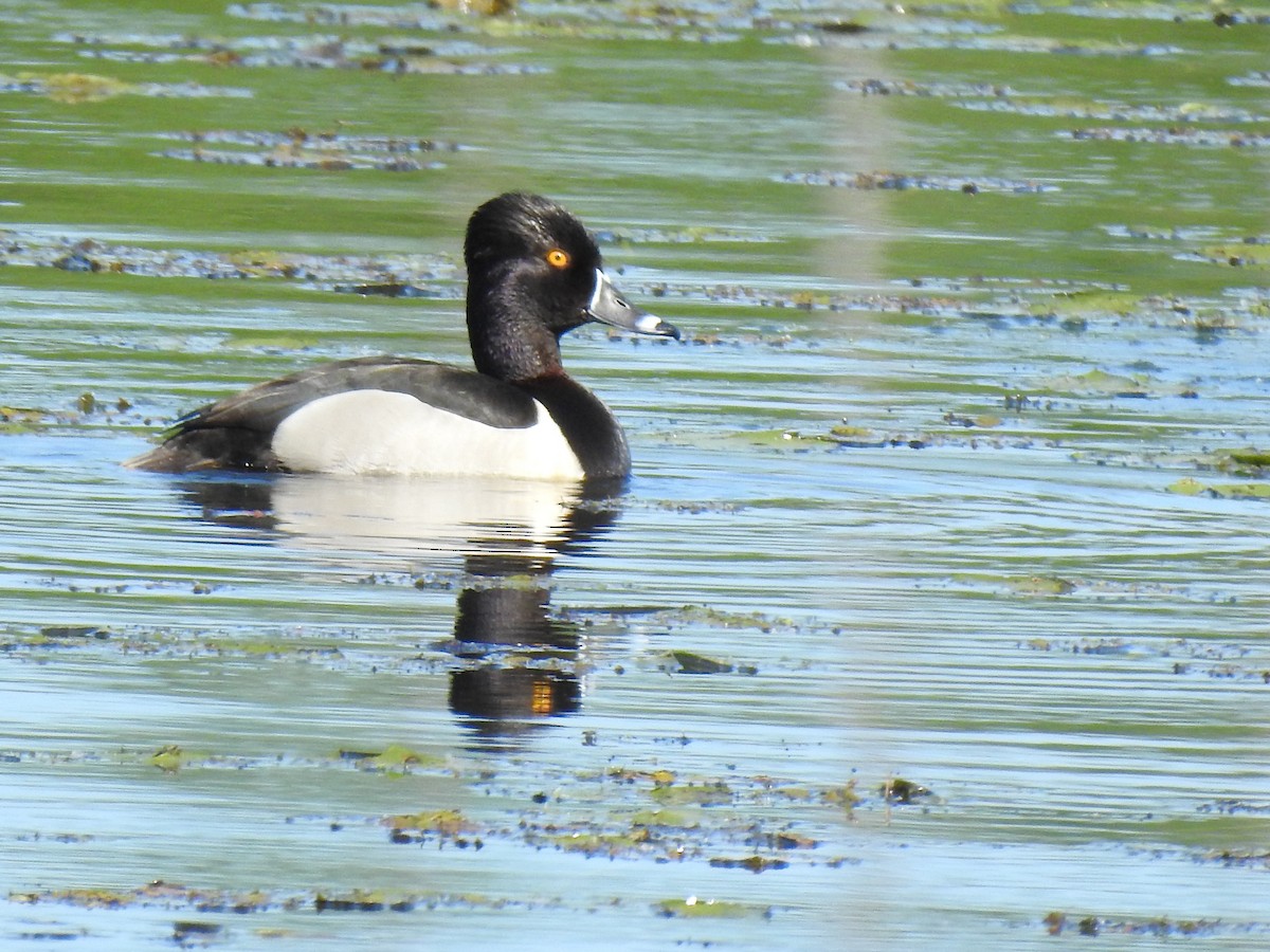 Ring-necked Duck - ML619864155