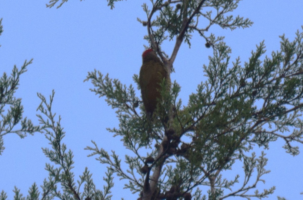 Golden-olive Woodpecker - ML619864161