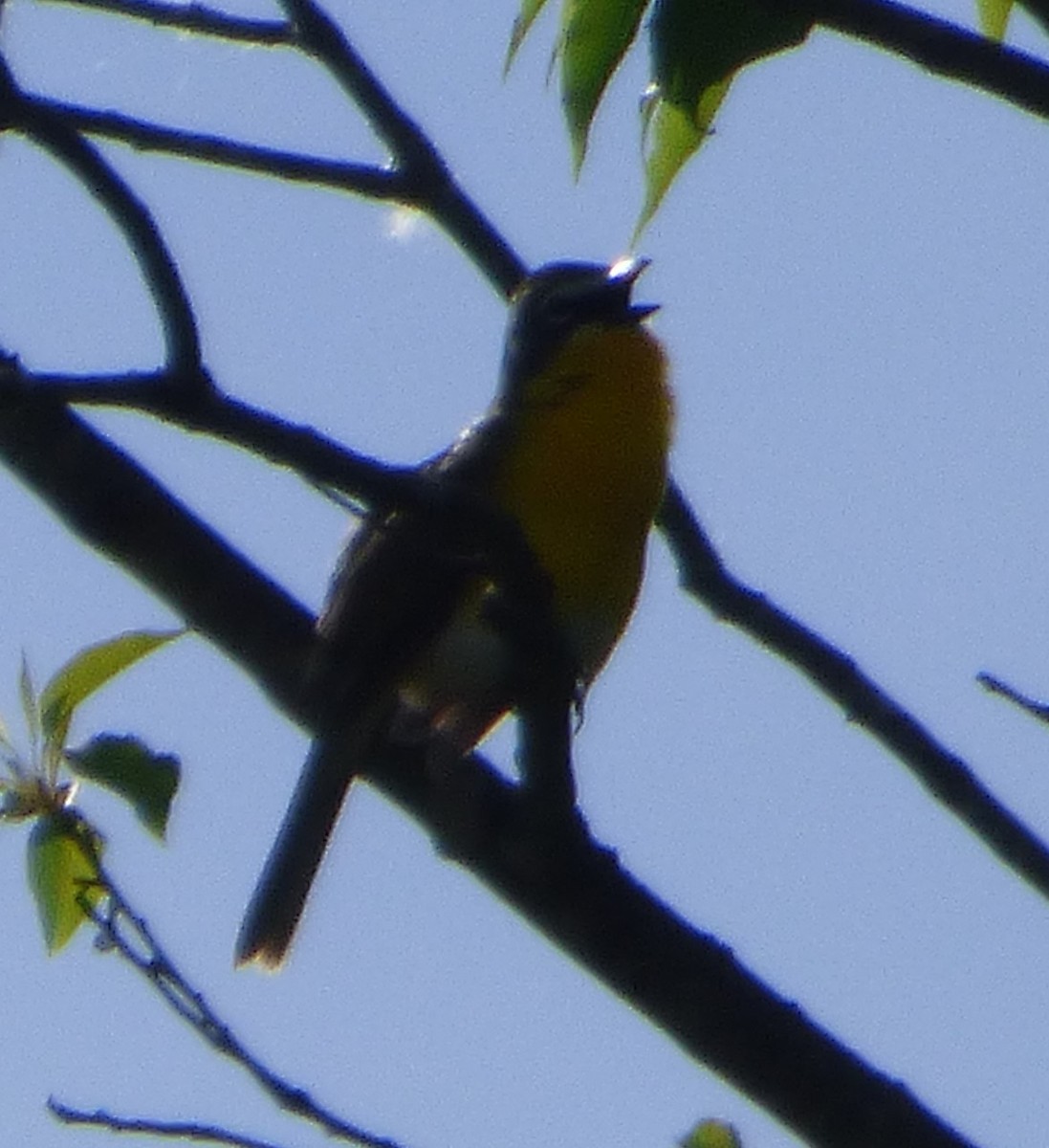 Yellow-breasted Chat - ML619864173