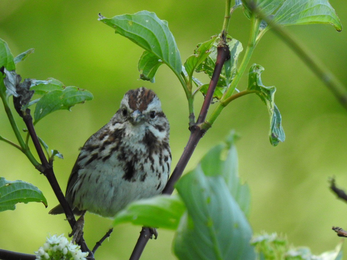 Song Sparrow - carol villeneuve