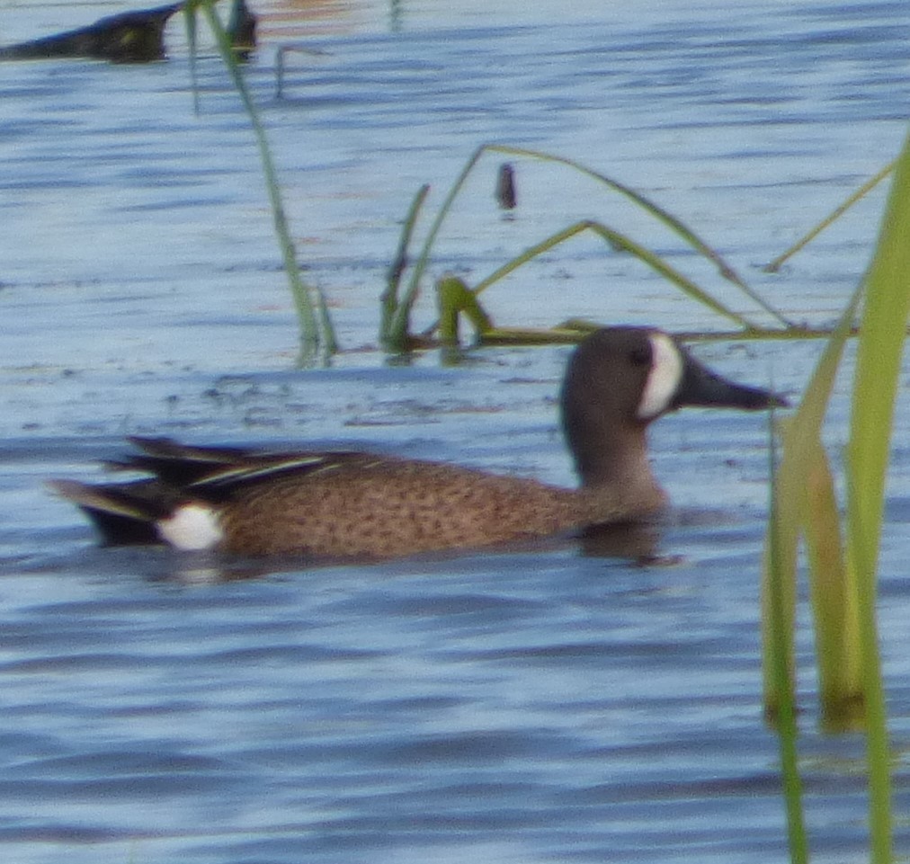 Blue-winged Teal - ML619864189