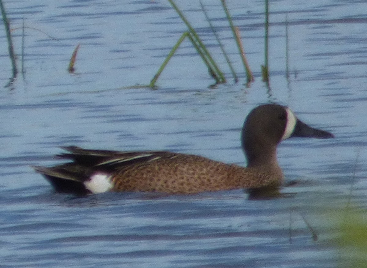 Blue-winged Teal - ML619864190