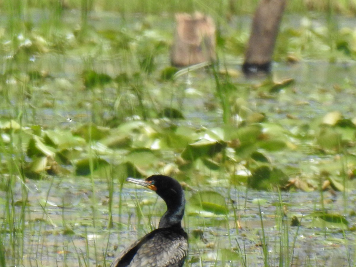 Cormoran à aigrettes - ML619864193