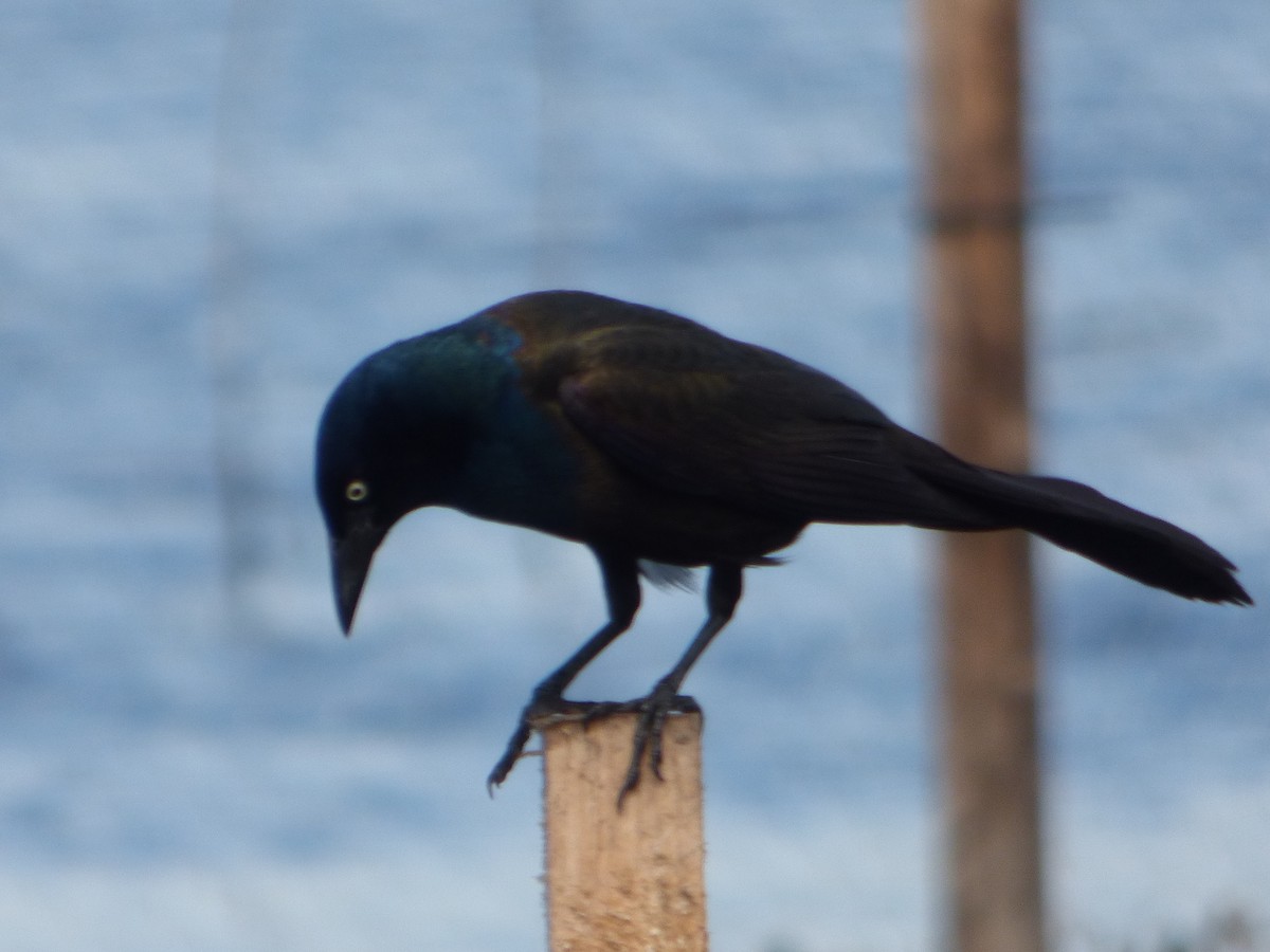 Common Grackle - ML619864199