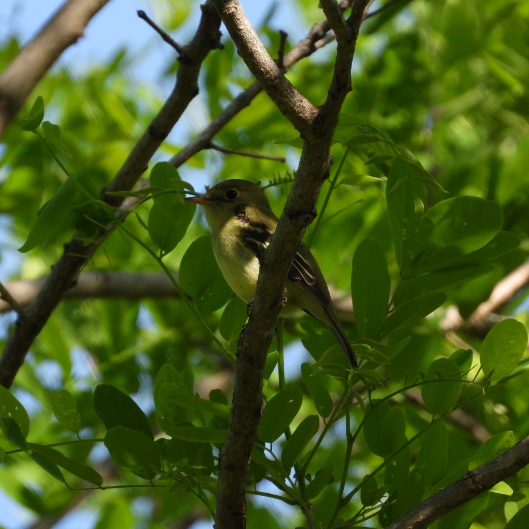 Yellow-bellied Flycatcher - ML619864207