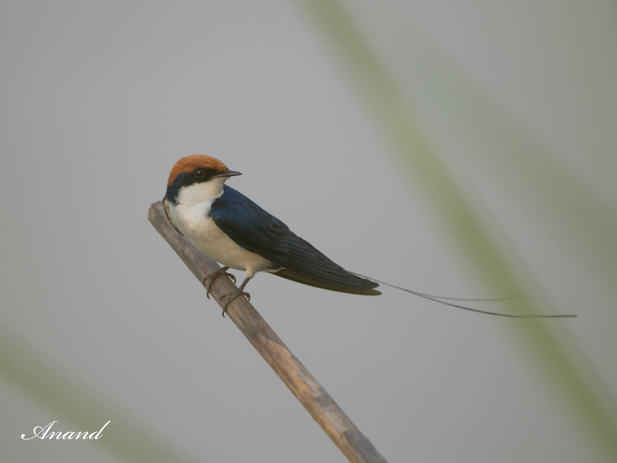Wire-tailed Swallow - ML619864215