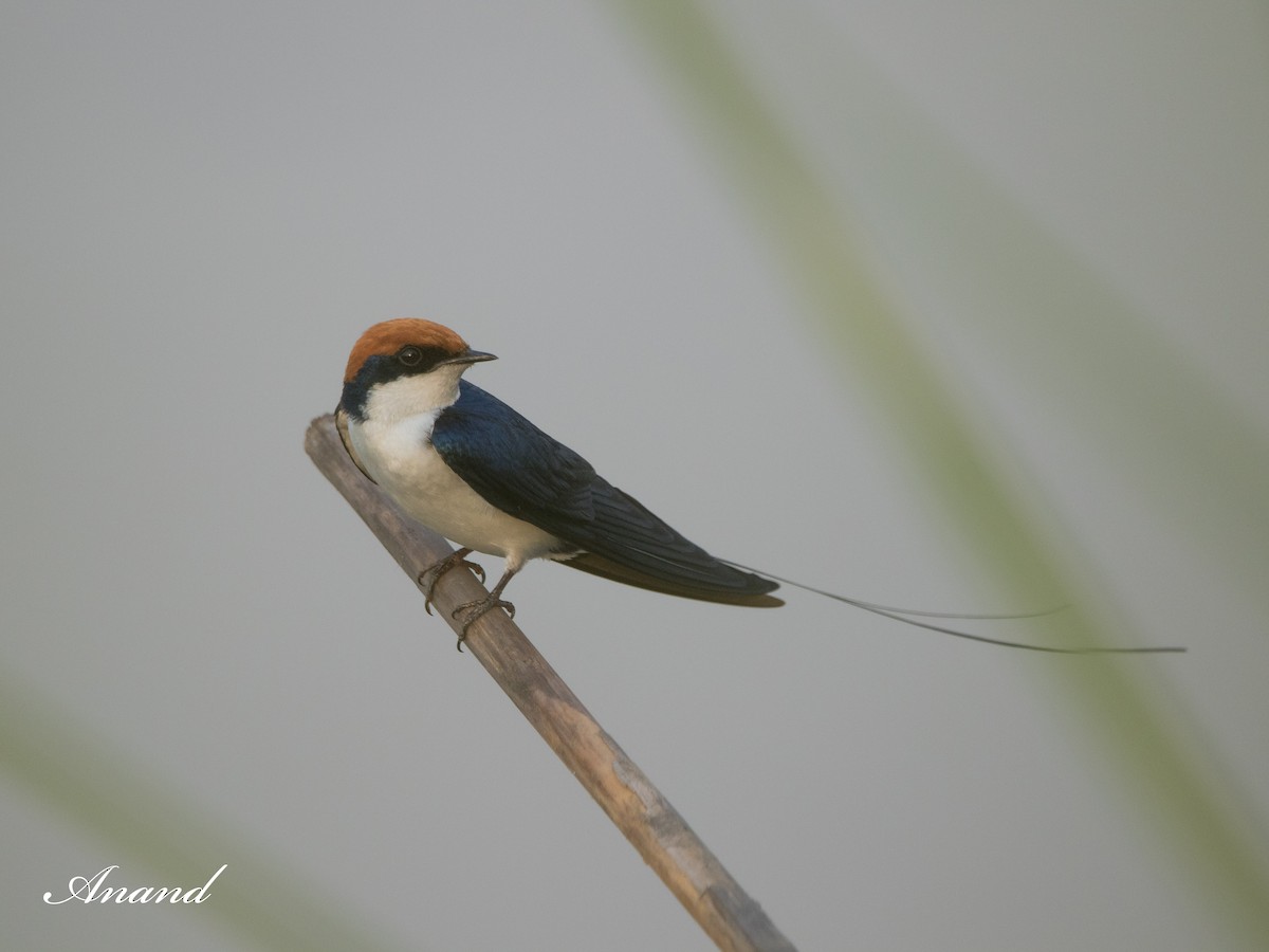 Golondrina Colilarga - ML619864215