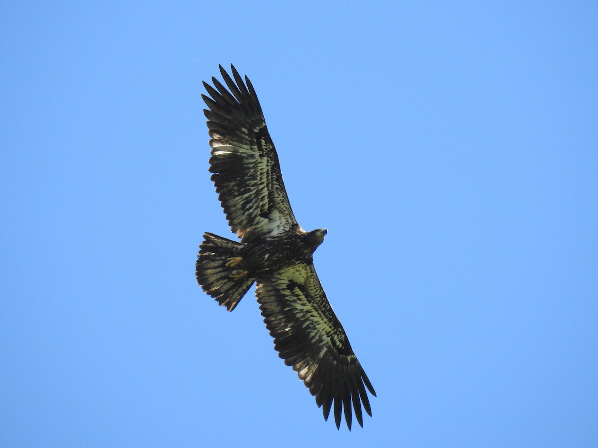 Bald Eagle - carol villeneuve