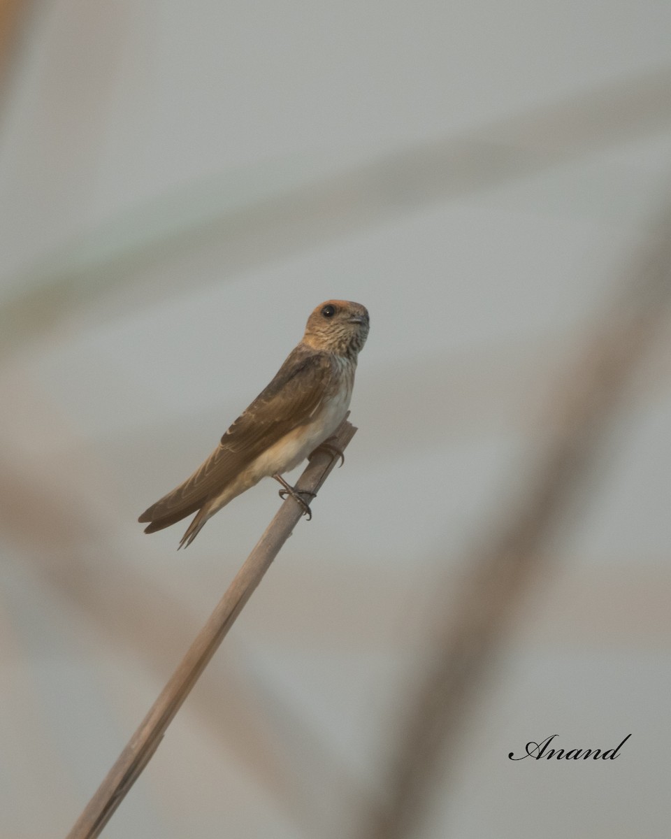 Streak-throated Swallow - ML619864222