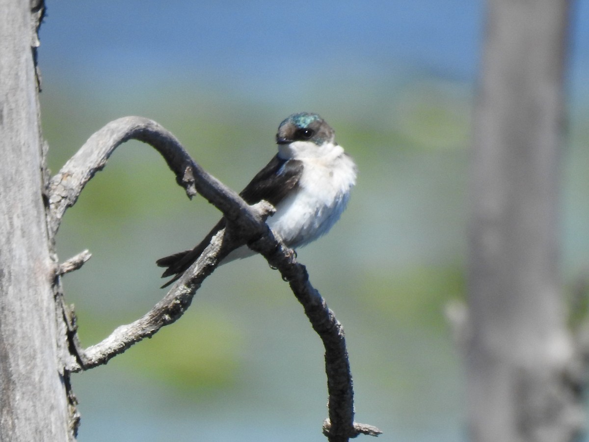 Golondrina Bicolor - ML619864225