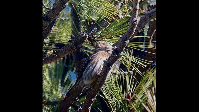 Northern Pygmy-Owl - ML619864226