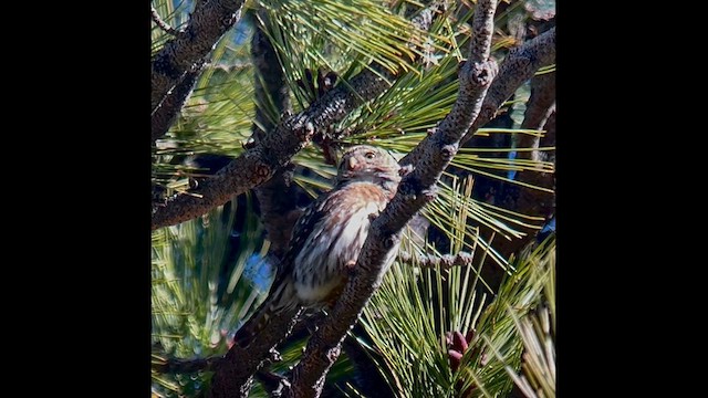 kulíšek mexický - ML619864226