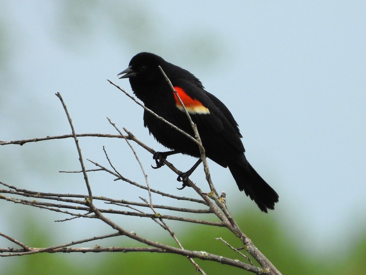 Red-winged Blackbird - ML619864227