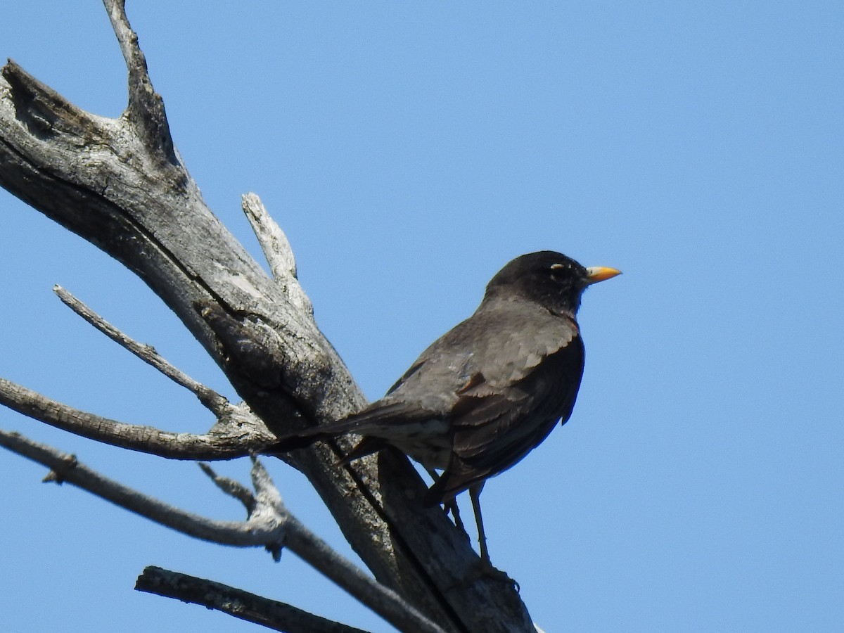 American Robin - ML619864228