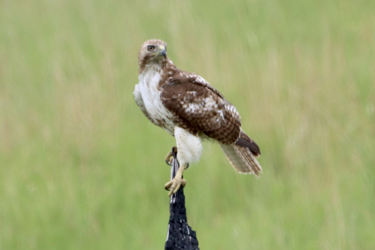 Red-tailed Hawk - ML619864231
