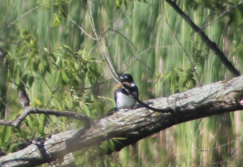 Belted Kingfisher - ML619864256