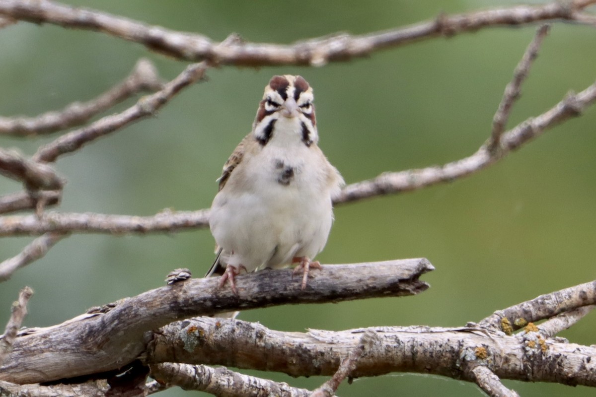 Lark Sparrow - ML619864257