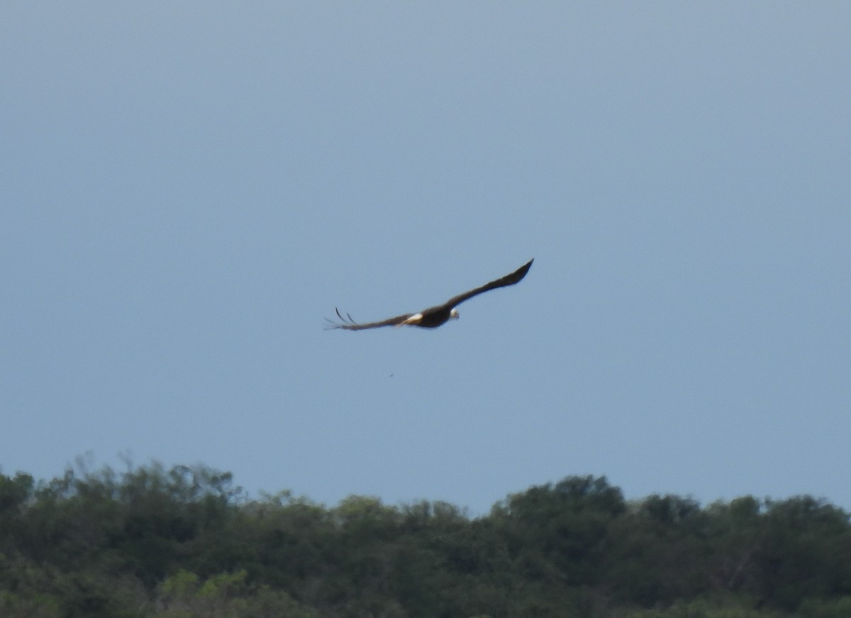 Bald Eagle - ML619864266