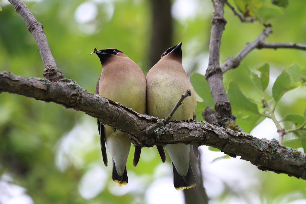 Cedar Waxwing - ML619864267