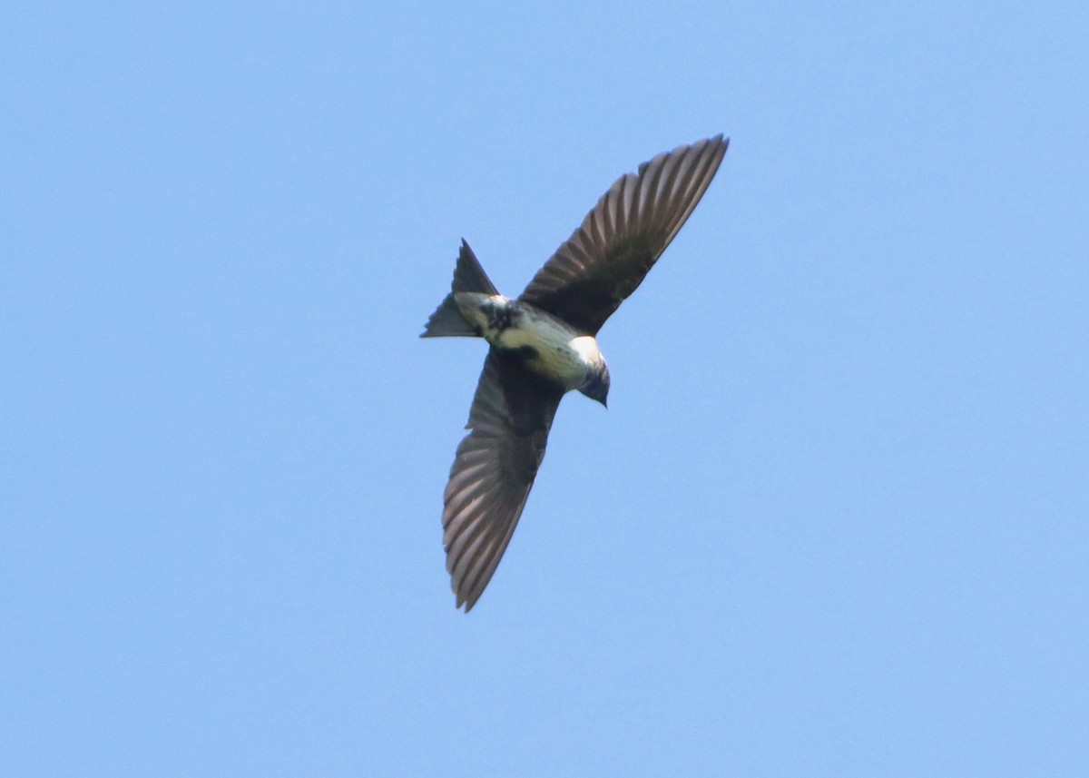 Golondrina Purpúrea - ML619864268