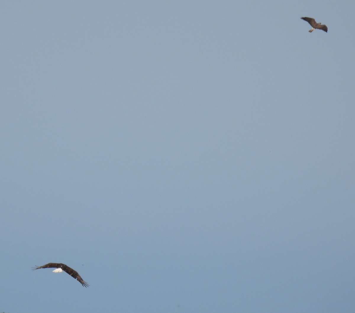 Mississippi Kite - ML619864270