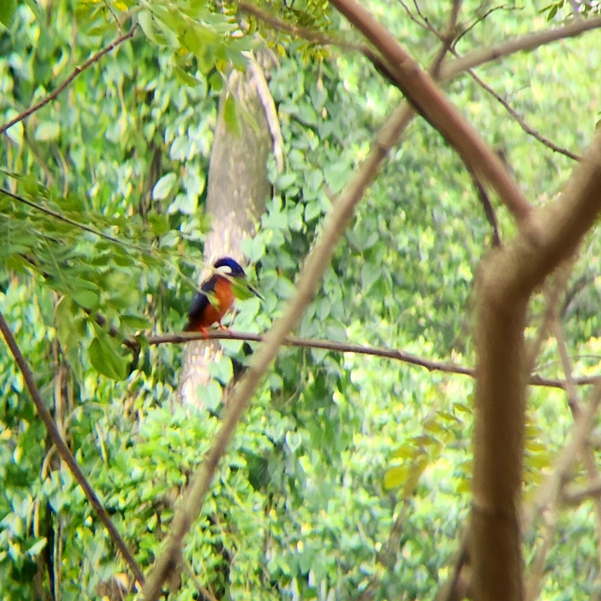 Blue-eared Kingfisher - ML619864271