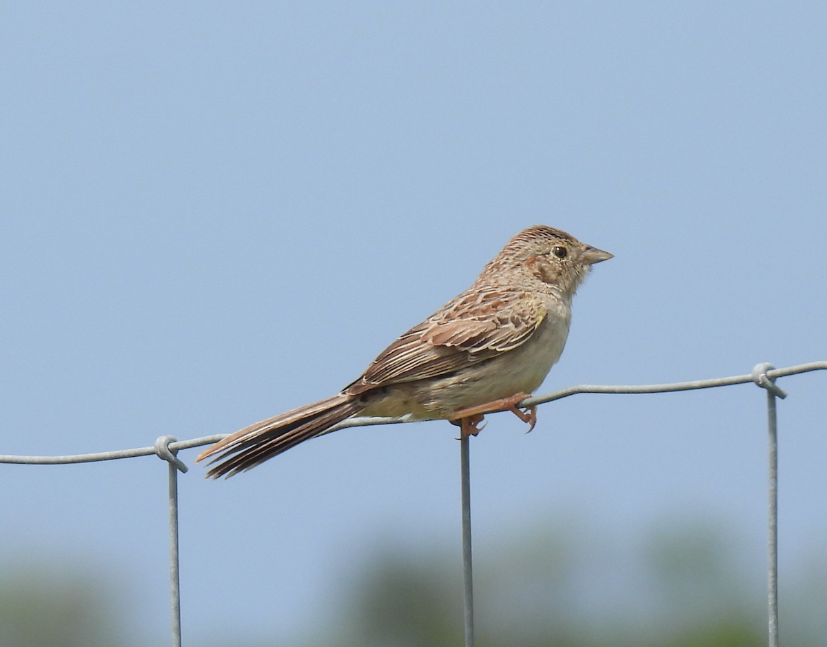 Cassin's Sparrow - ML619864278