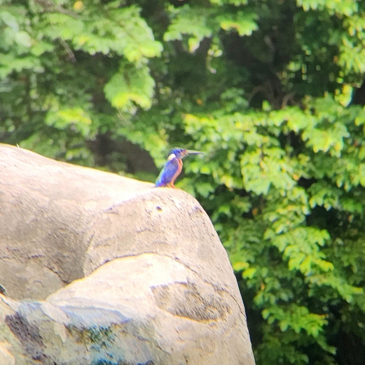 Blue-eared Kingfisher - Octavianti Puspita