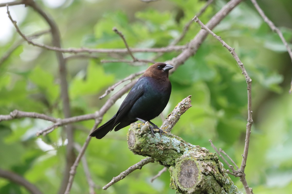 Brown-headed Cowbird - ML619864285