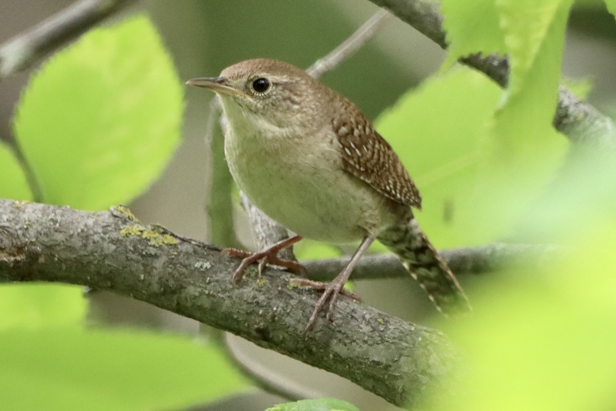 Northern House Wren - ML619864303