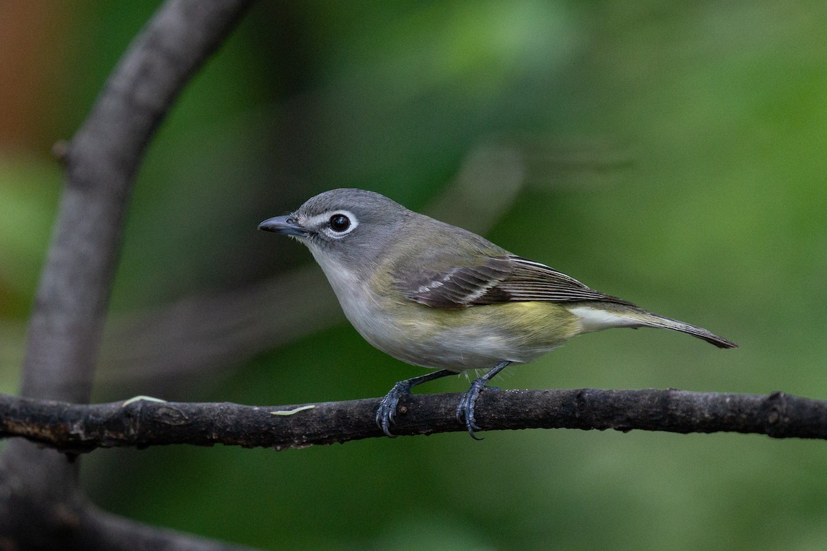 Mavi Başlı Vireo - ML619864307