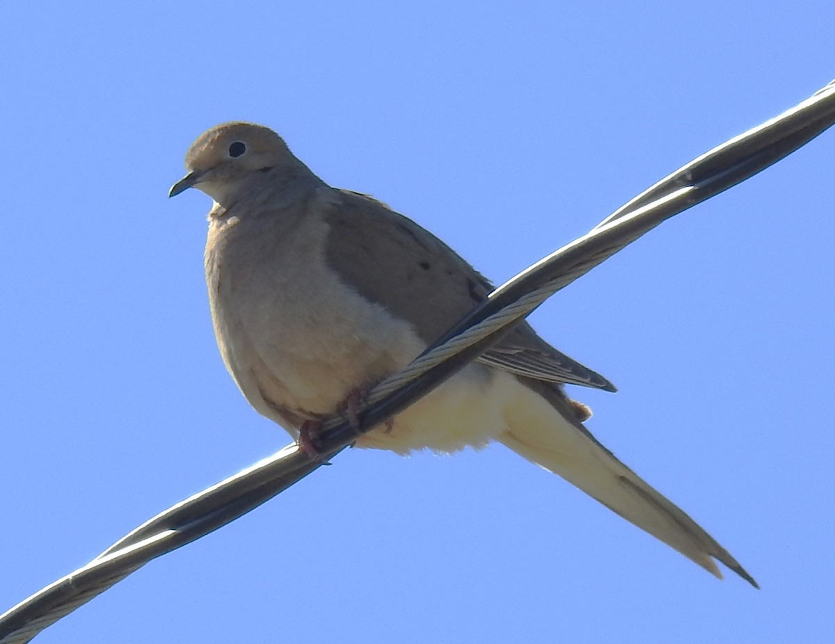 Mourning Dove - ML619864309