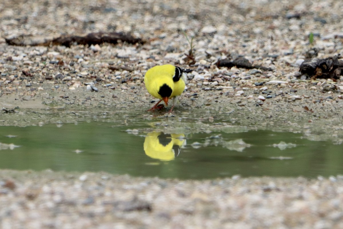 American Goldfinch - ML619864324