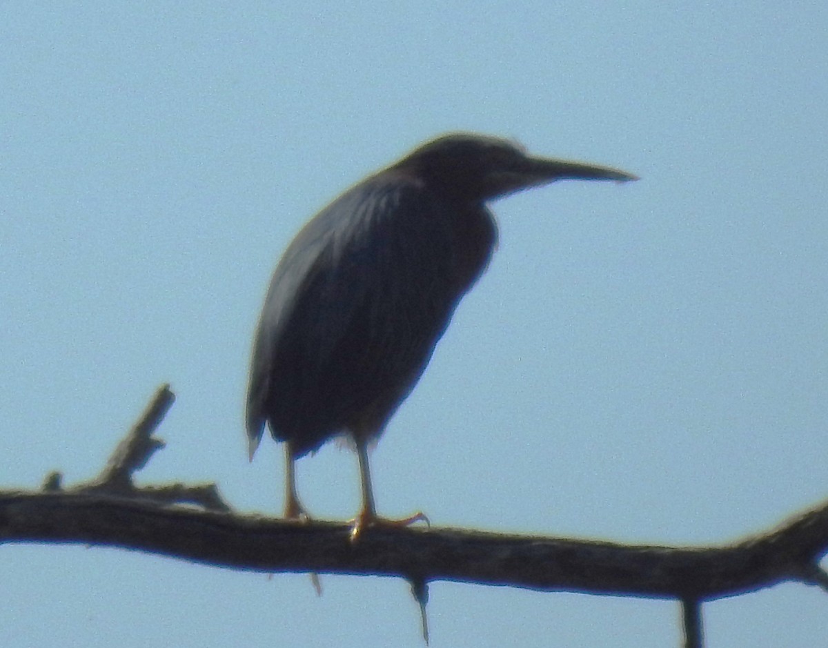 Green Heron - ML619864339