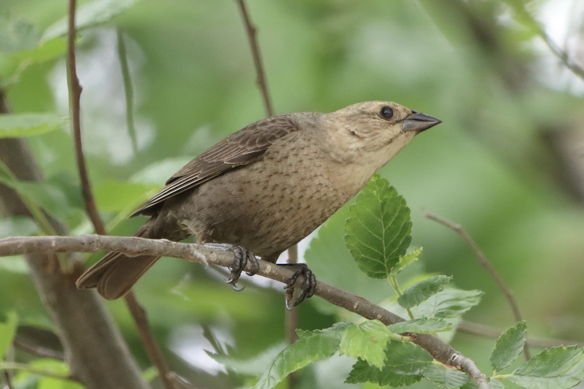 Brown-headed Cowbird - ML619864347