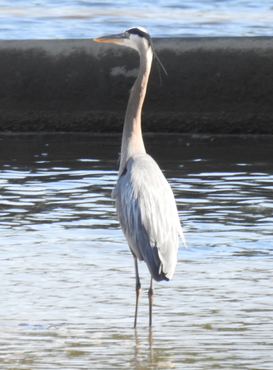 Great Blue Heron - ML619864353