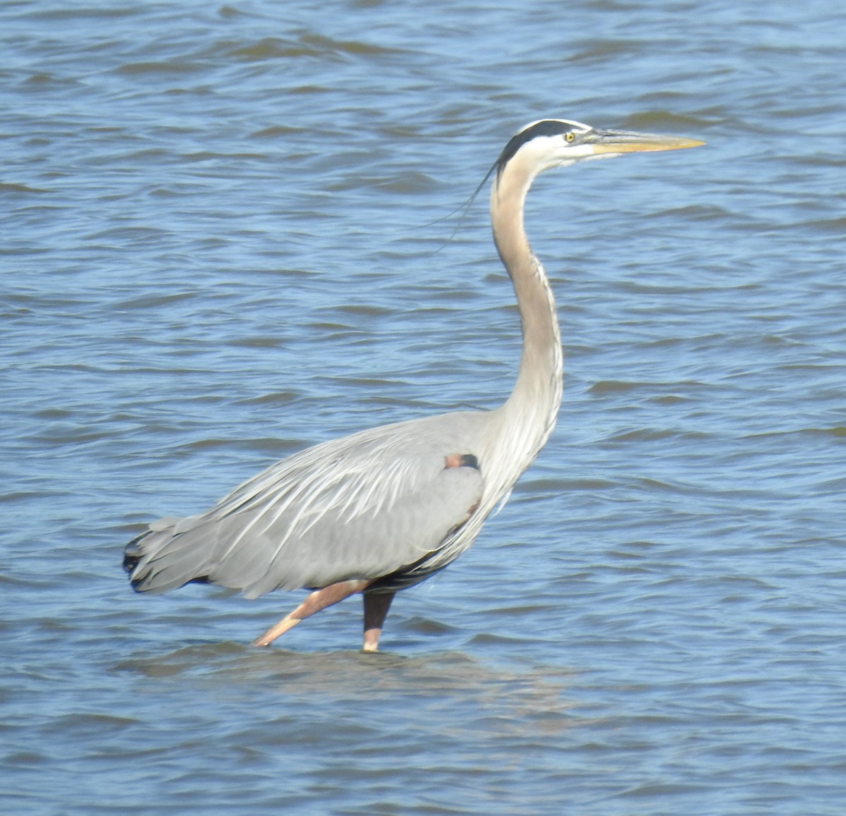 Great Blue Heron - ML619864356