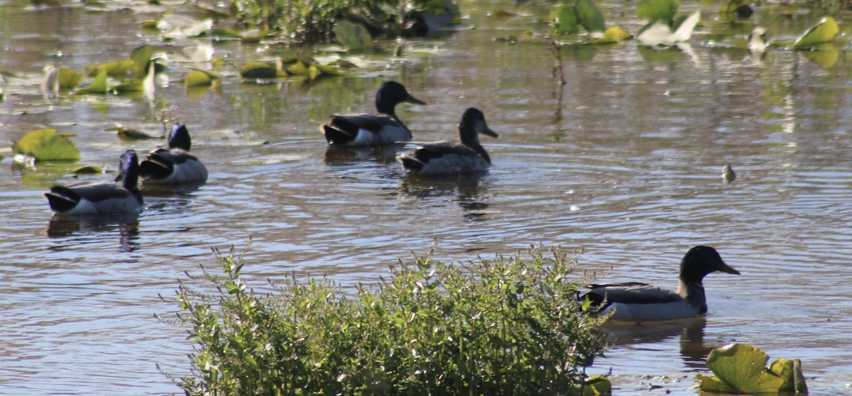 Canard colvert - ML619864358