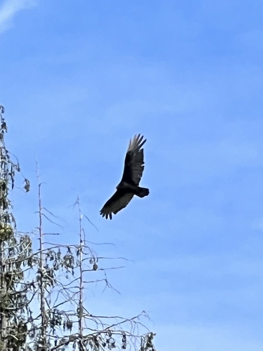 Turkey Vulture - ML619864363