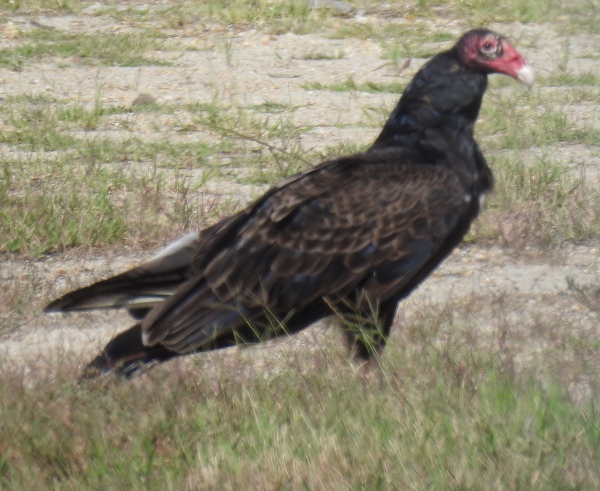 Turkey Vulture - ML619864367