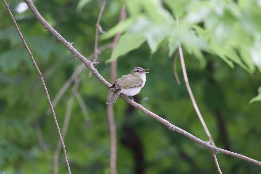 rødøyevireo - ML619864369