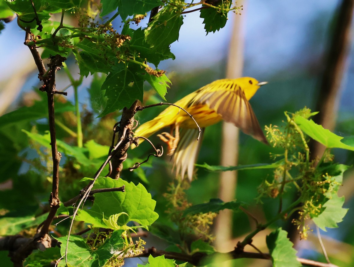 Yellow Warbler - ML619864379