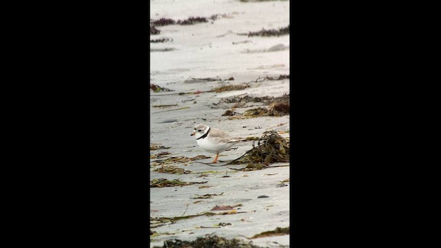 Piping Plover - ML619864381