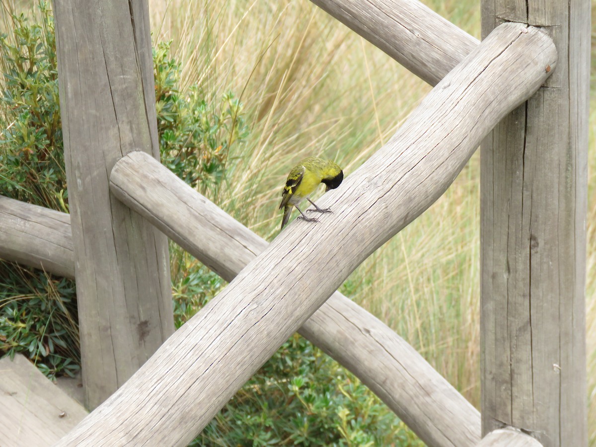 Hooded Siskin - ML619864382