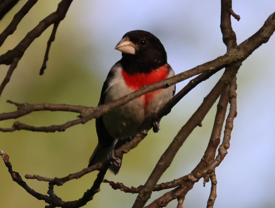 Rose-breasted Grosbeak - ML619864385