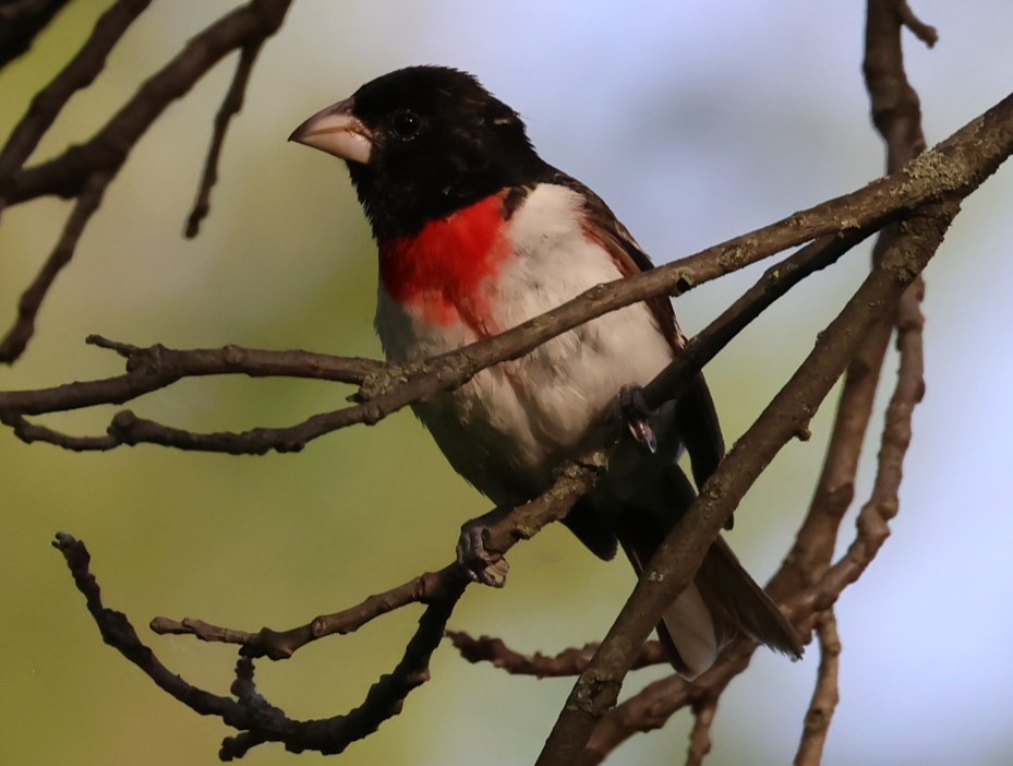 Rose-breasted Grosbeak - ML619864387