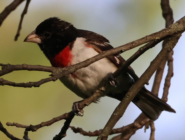 Rose-breasted Grosbeak - ML619864389