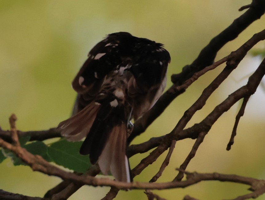 Rose-breasted Grosbeak - ML619864390