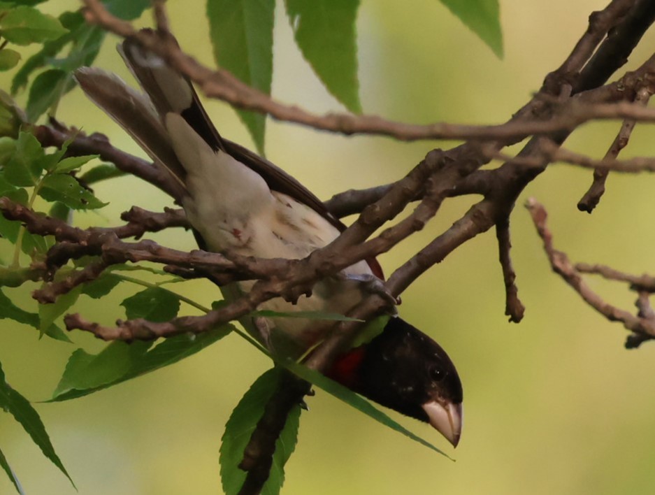 Rose-breasted Grosbeak - ML619864392